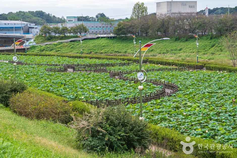 조천연꽃공원 (15)