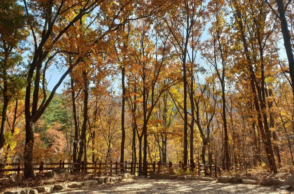 울주_국립대운산치유의숲 (4)