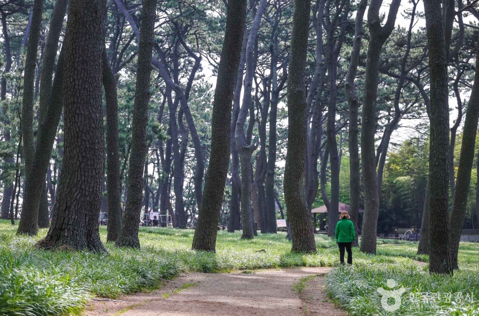 대왕암 송림 (7)