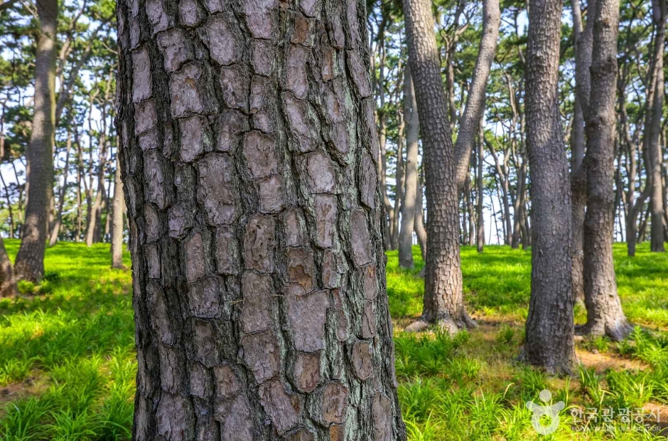 대왕암 송림 (1)