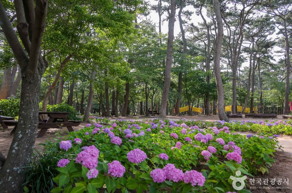 대왕암 송림 (2)