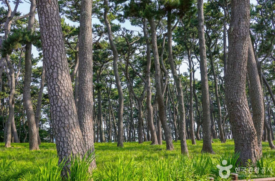대왕암 송림 (3)
