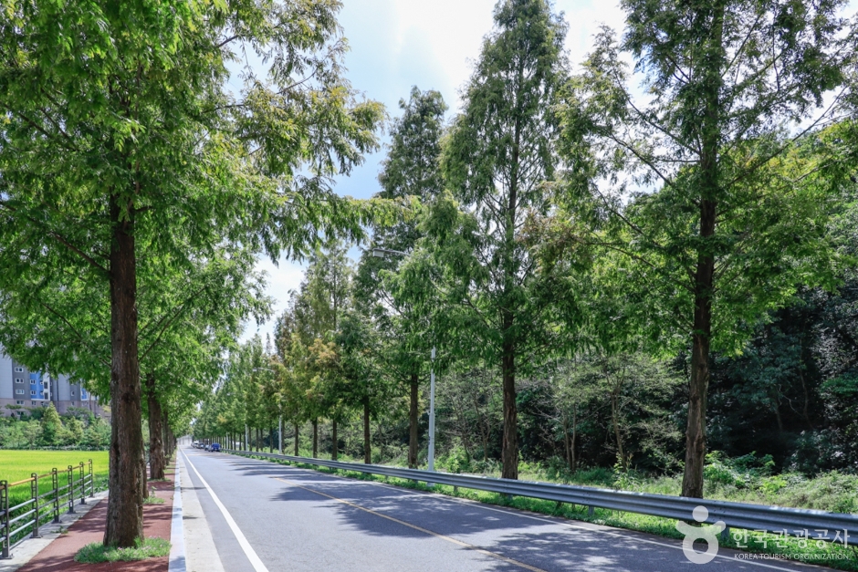 두왕 메타세쿼이아길 (6)