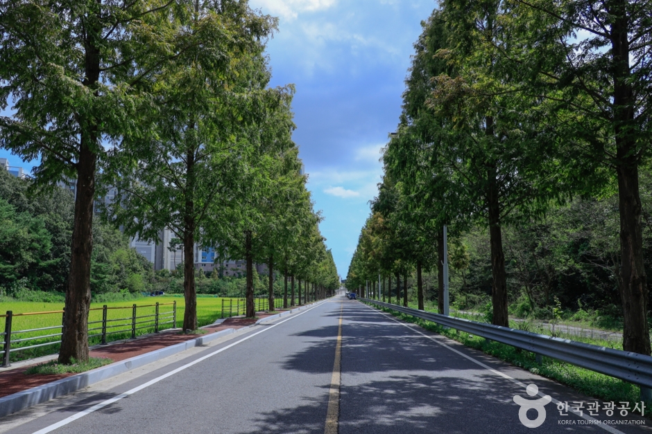 두왕 메타세쿼이아길 (7)