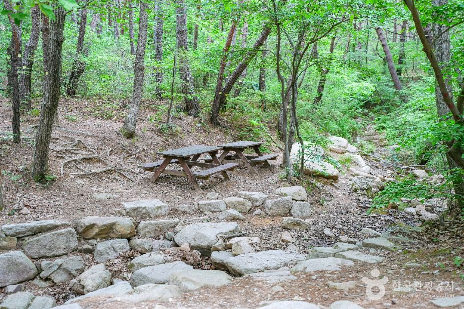 울산_북구 편백산림욕장 (3)