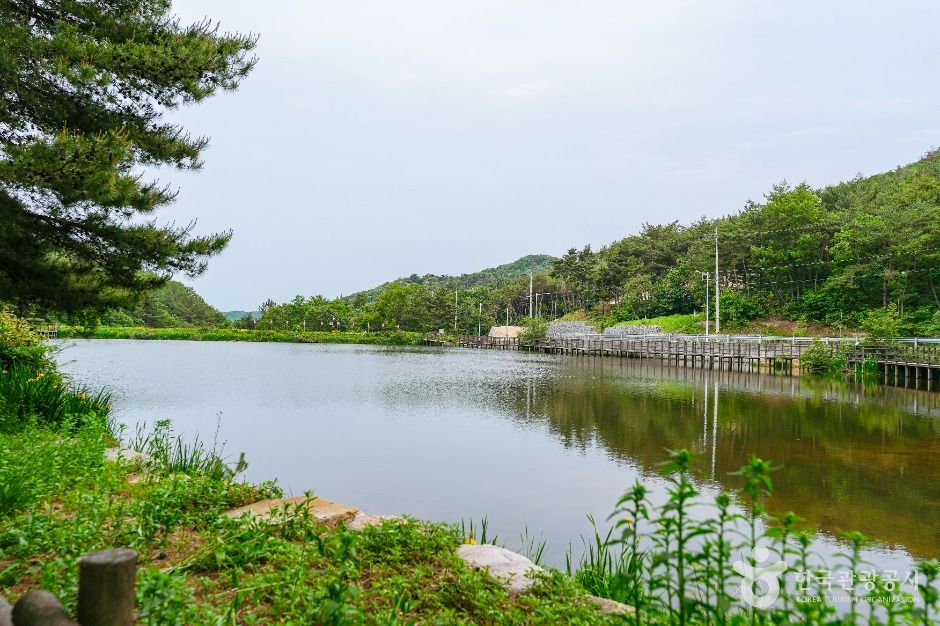 울산_북구 편백산림욕장 (5)