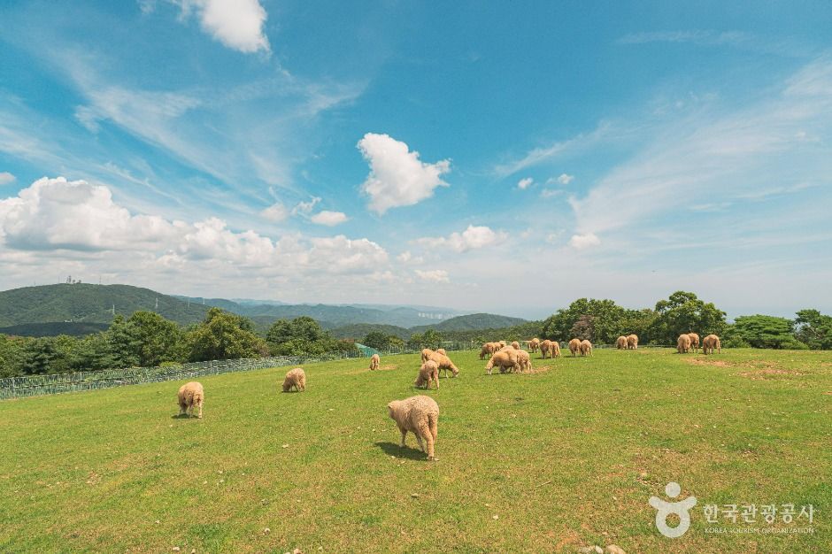 울산_울산양떼목장 (7)