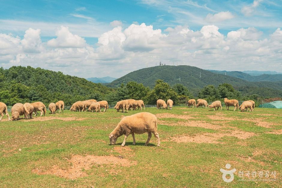 울산_울산양떼목장 (1)
