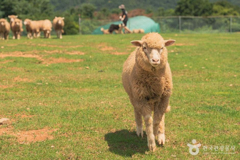 울산_울산양떼목장 (3)