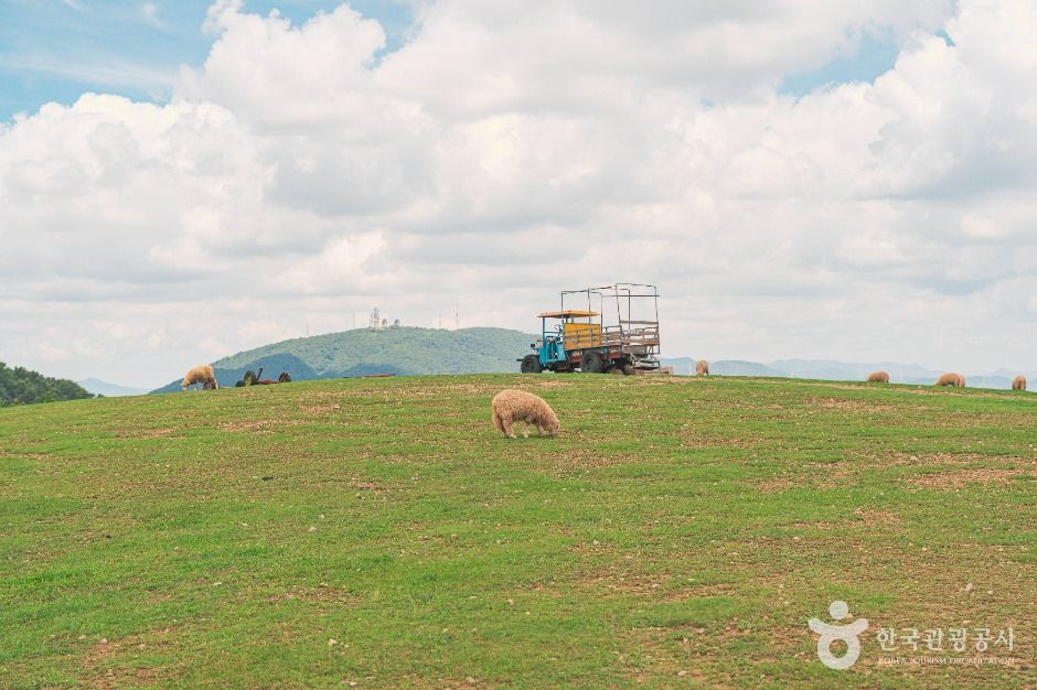 울산_울산양떼목장 (4)