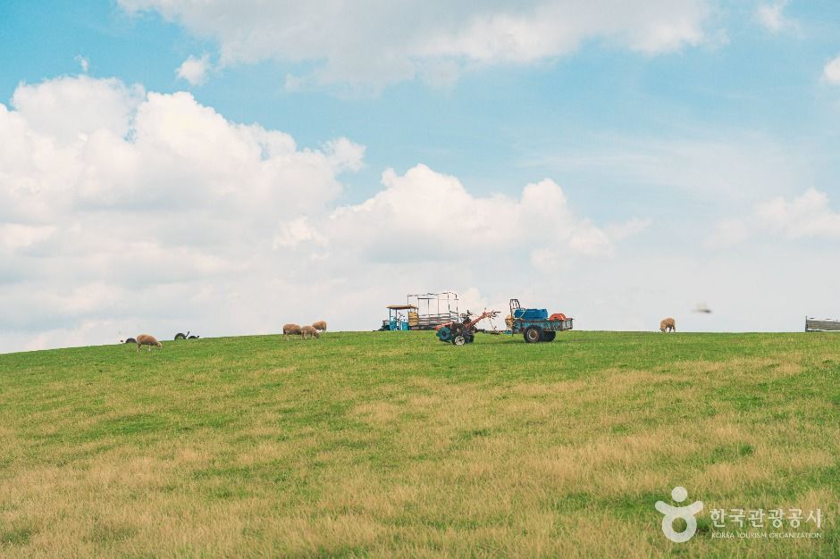 울산_울산양떼목장 (5)