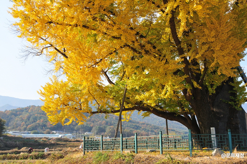 울주 구량리 은행나무(1)