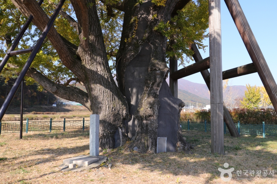 울주 구량리 은행나무 (12)