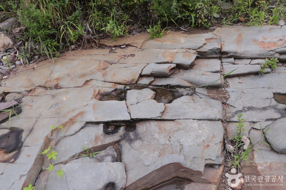 천전리 공룡발자국 화석_016