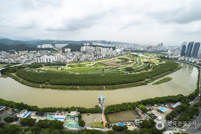 태화강 십리대밭