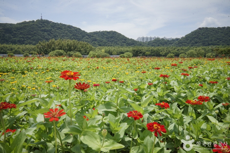 태화강 국가정원 (1)