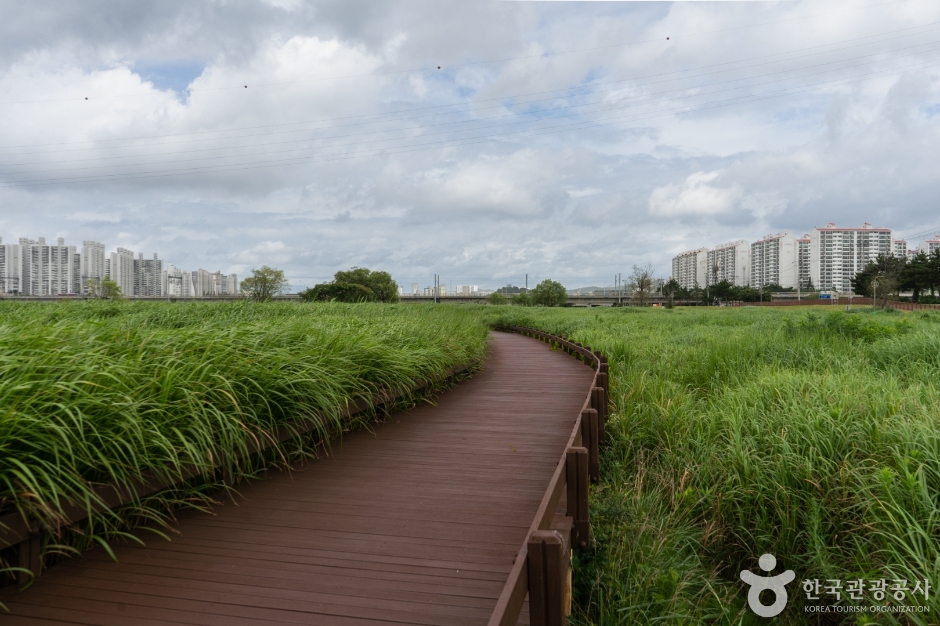 태화강억새군락지 (7)