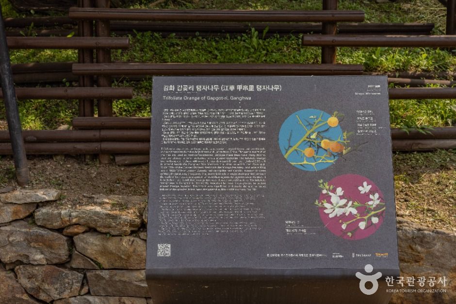 강화_강화 갑곶리 탱자나무 (7)