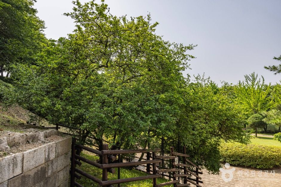 강화_강화 갑곶리 탱자나무 (2)