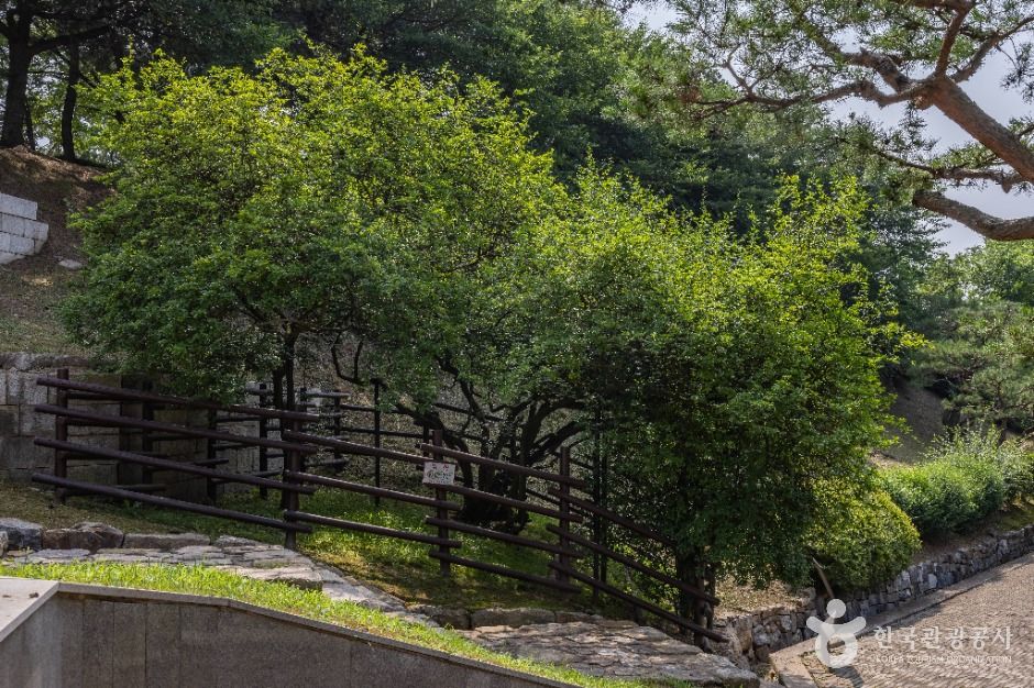 강화_강화 갑곶리 탱자나무 (3)