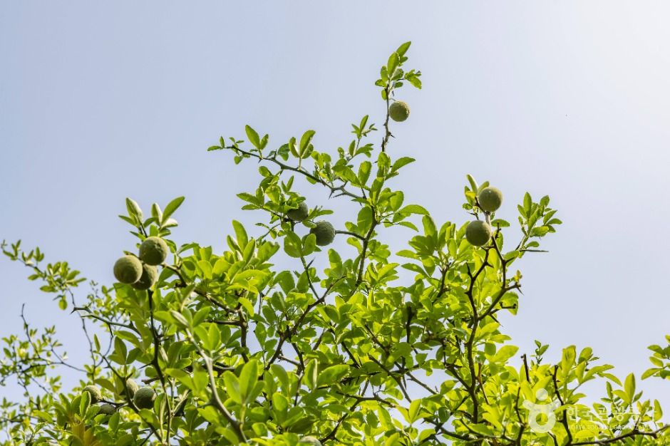 강화_강화 갑곶리 탱자나무 (4)