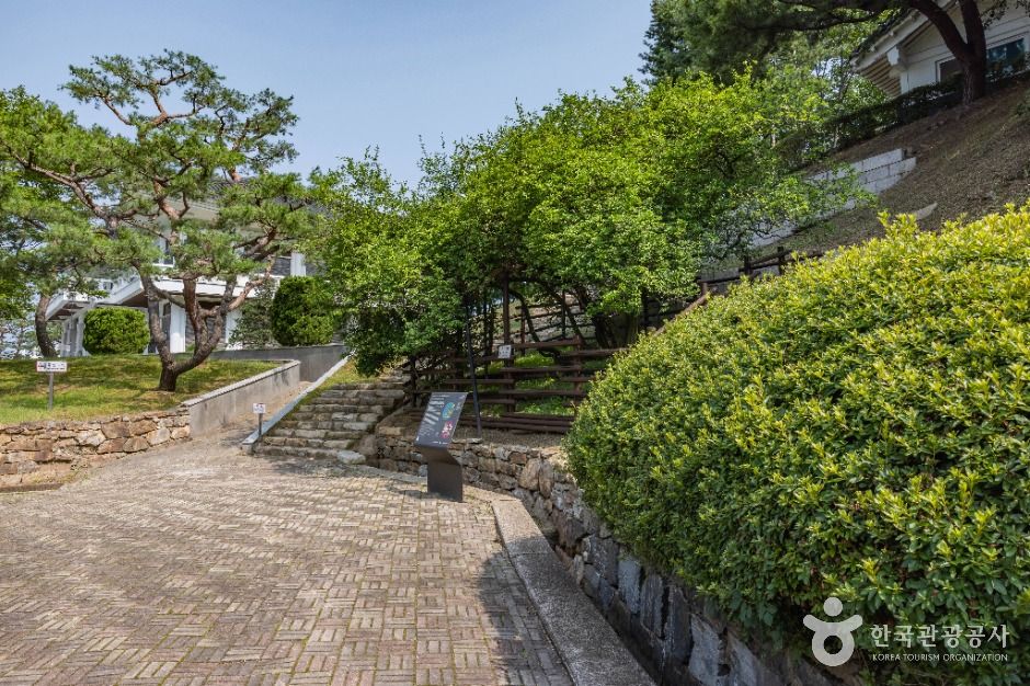 강화_강화 갑곶리 탱자나무 (6)