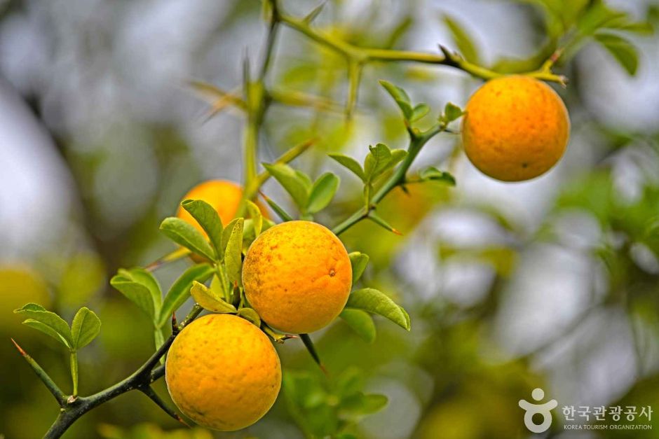 인천_강화_강화 사기리 탱자나무 (3)