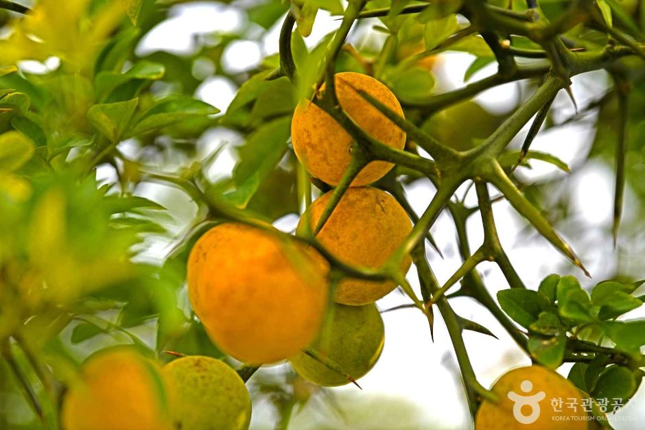 인천_강화_강화 사기리 탱자나무 (4)