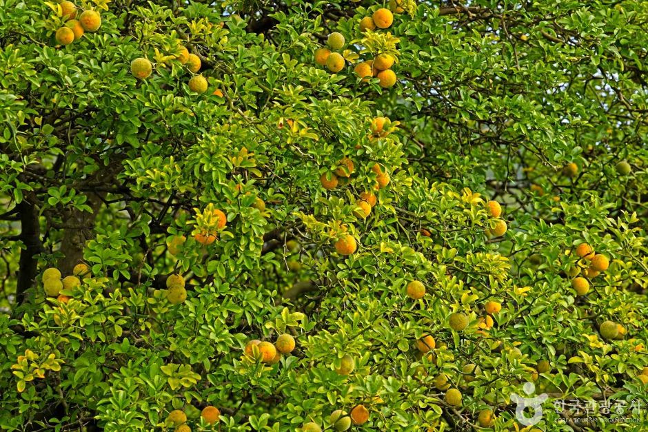 인천_강화_강화 사기리 탱자나무 (5)