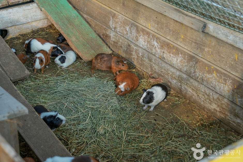 강화도 자연체험농장(19)