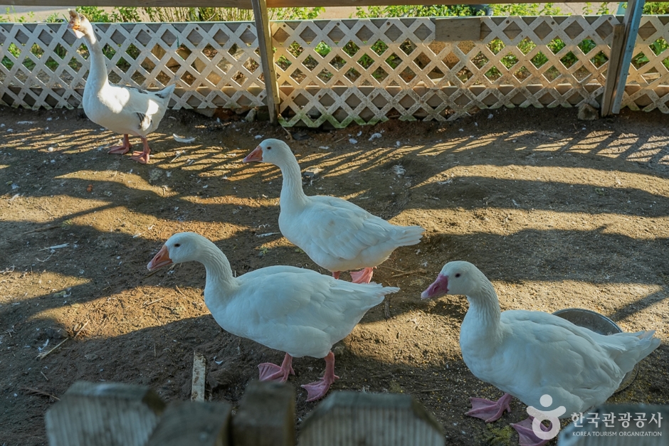강화도 자연체험농장(8)