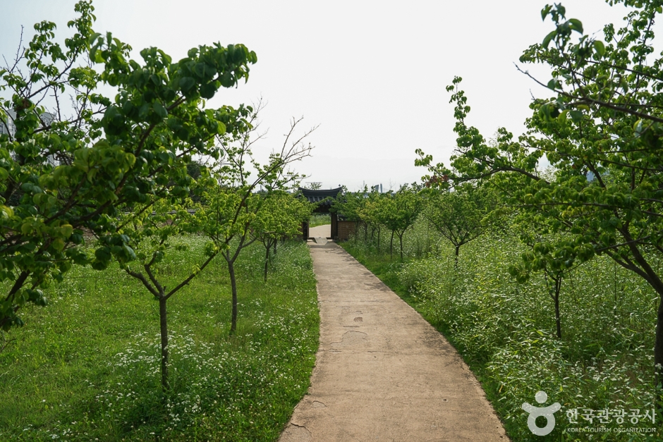 경인아라뱃길 매화동산9