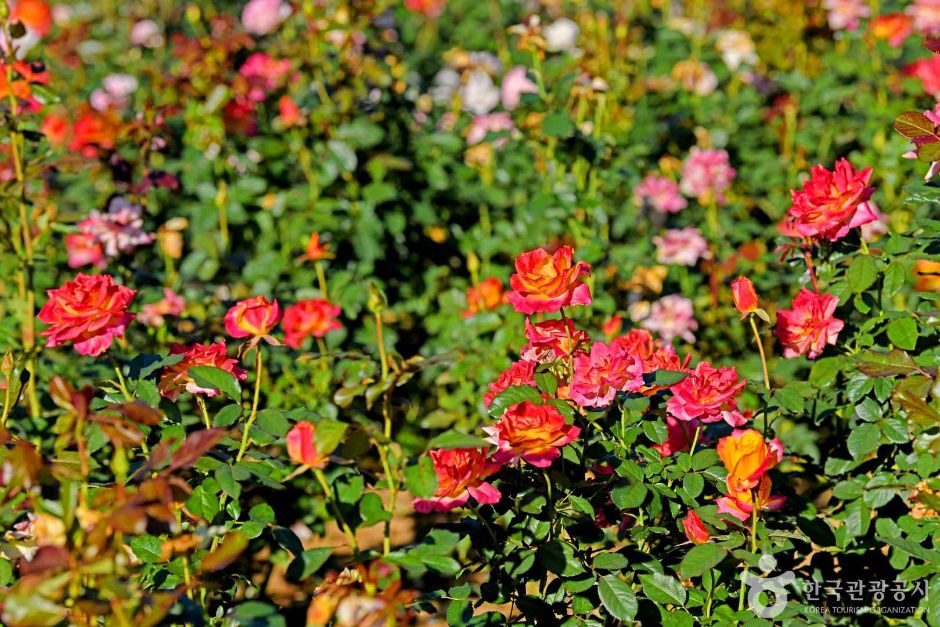 인천_계양산장미원 (6)