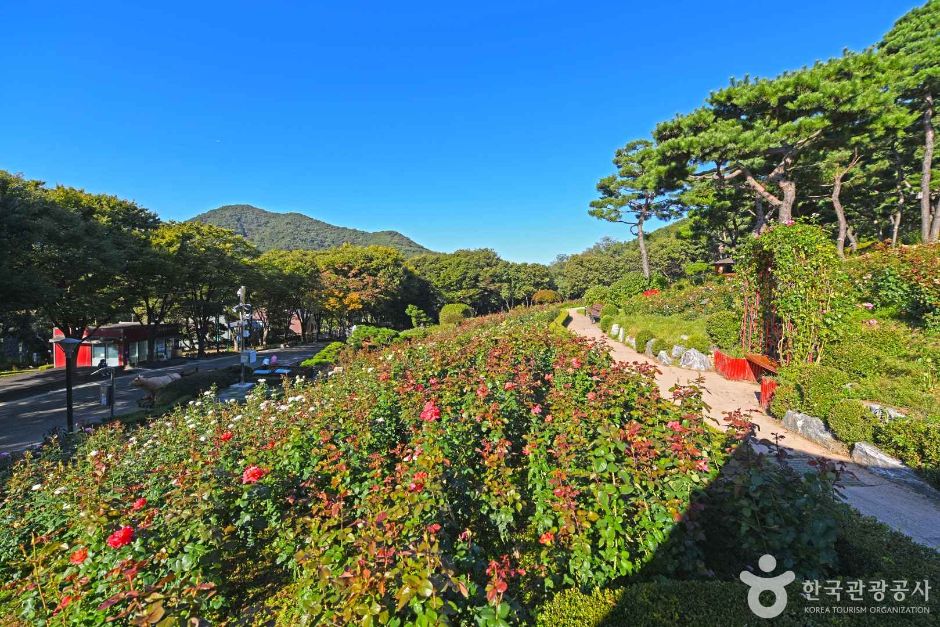 인천_계양산장미원 (2)