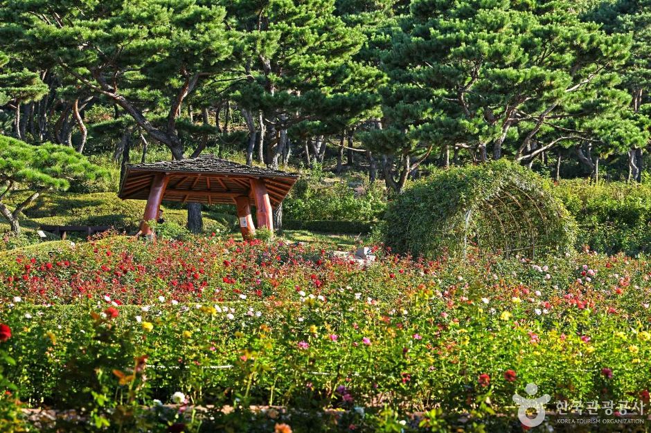 인천_계양산장미원 (5)