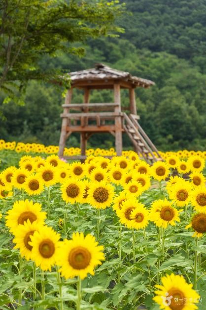 난정리 해바라기마을 정원 (1)