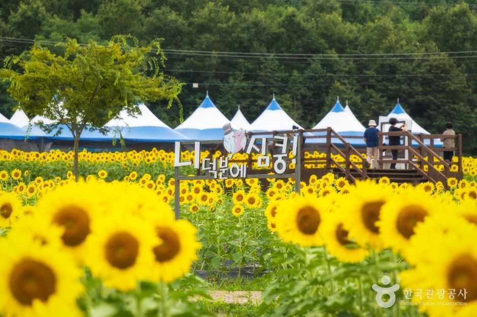 난정리 해바라기마을 정원 (2)