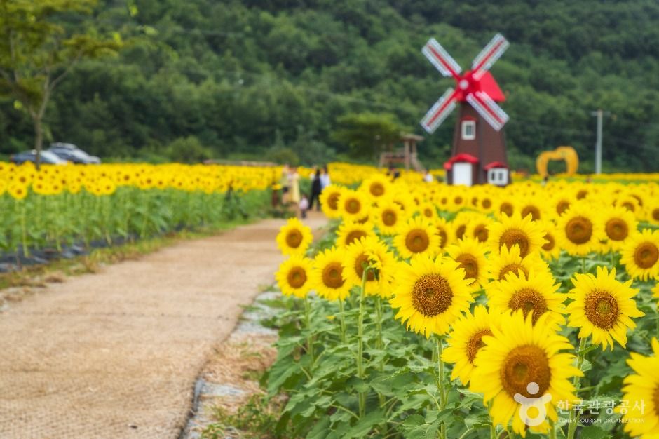 난정리 해바라기마을 정원 (3)