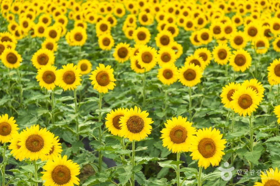 난정리 해바라기마을 정원 (4)