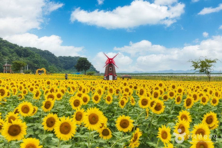 난정리 해바라기마을 정원