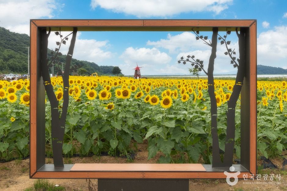 난정리 해바라기마을 정원 (6)