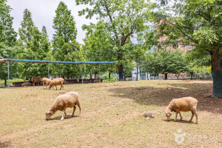 인천_늘솔길공원양떼목장 (2)