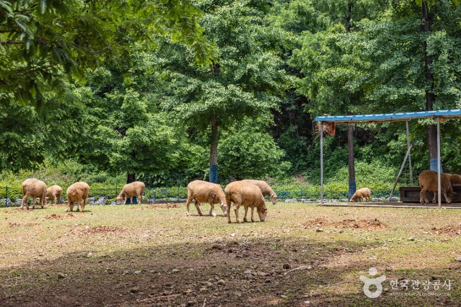 인천_늘솔길공원양떼목장 (4)