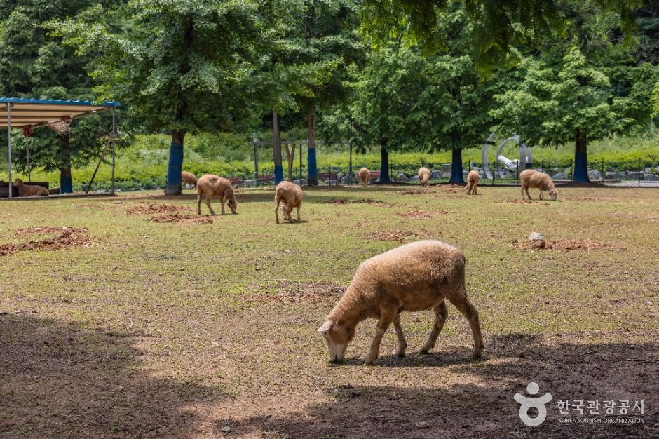 인천_늘솔길공원양떼목장 (6)