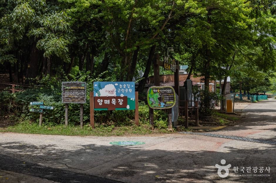 인천_늘솔길공원양떼목장 (7)