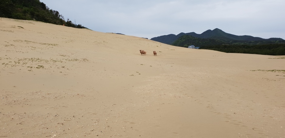 옥죽동 해안사구_1_국가지질공원