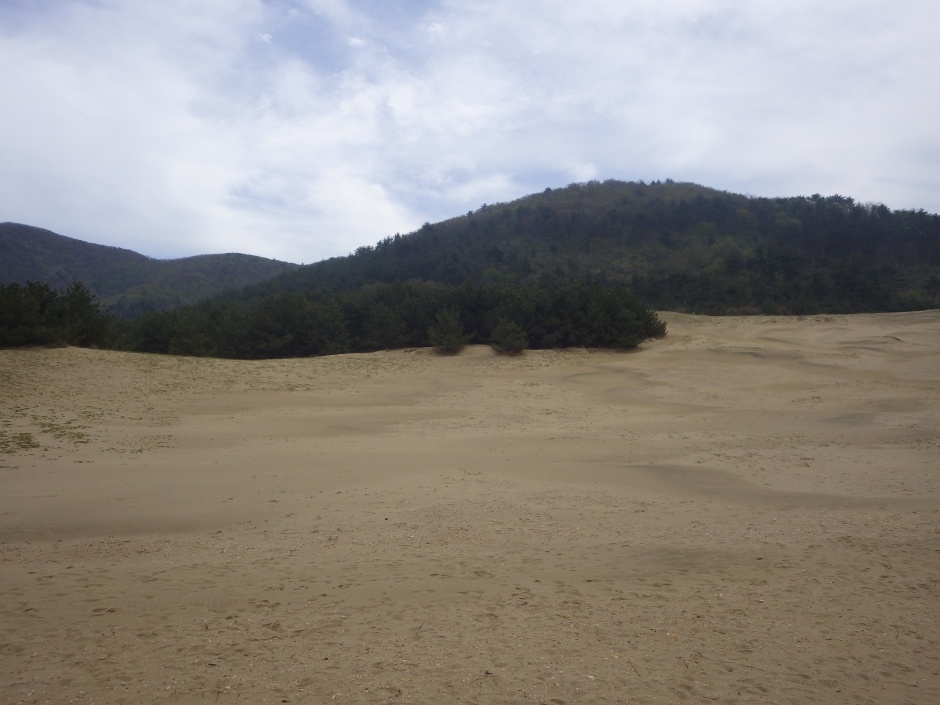 옥죽동 해안사구_3_국가지질공원