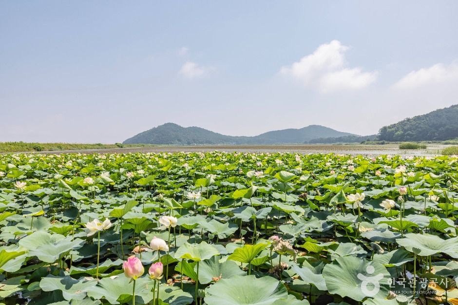 강화_볼음도(저어새 생태마을) (2)