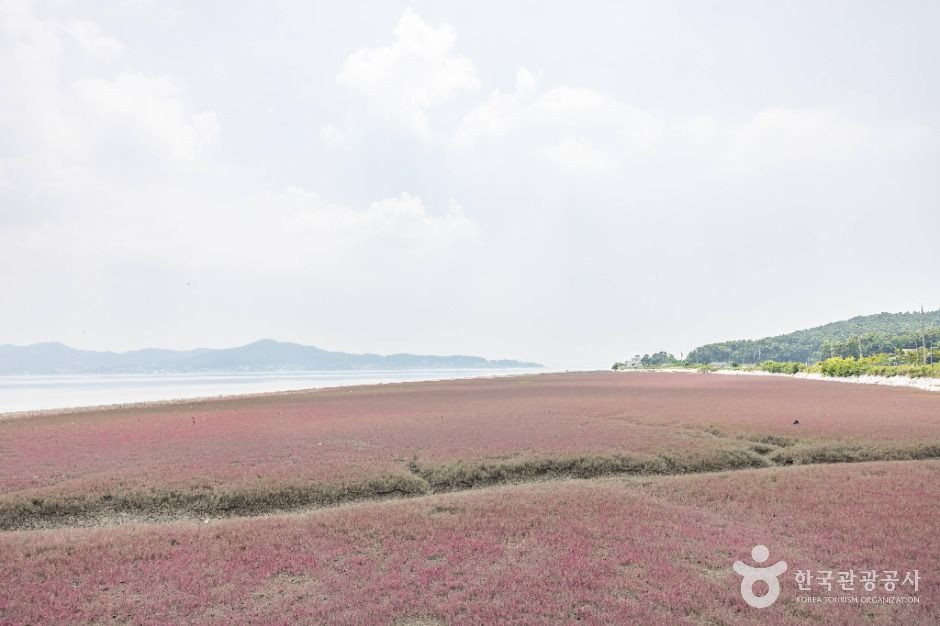 석모도 칠면초 군락지