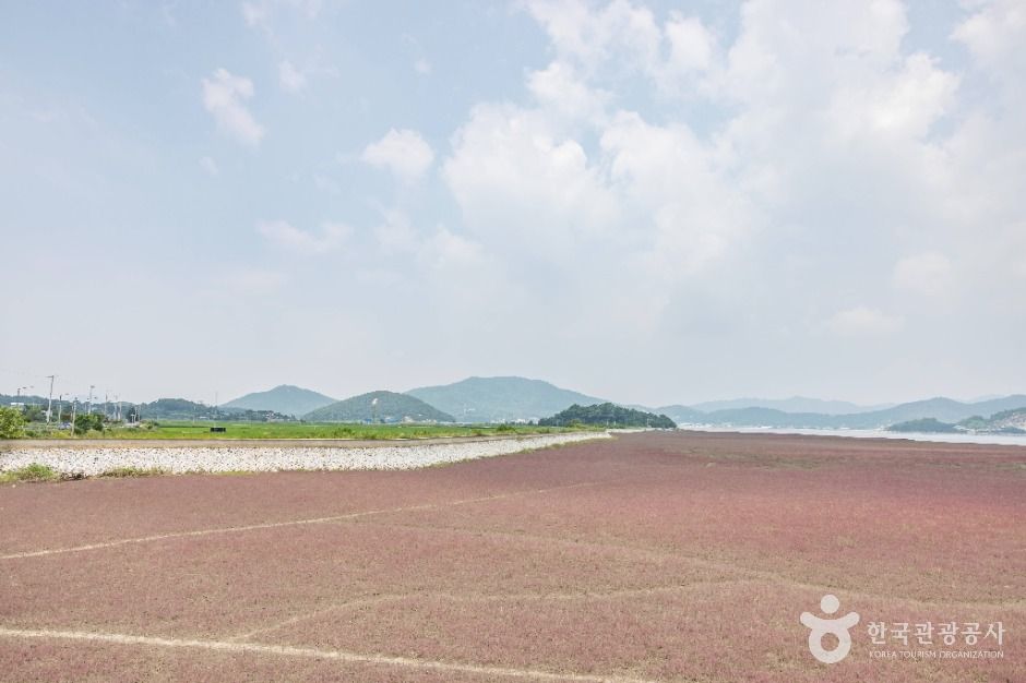 강화_석모도 칠면초 군락지 (4)